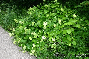 Hydrangea arborescens