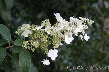 Hydrangea paniculata