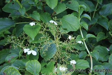 Hydrangea petiolaris