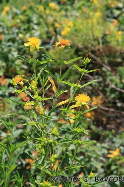 Hypericum kalmianum