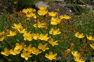 Hypericum olympicum