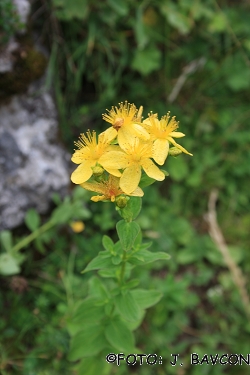 Hypericum perforatum