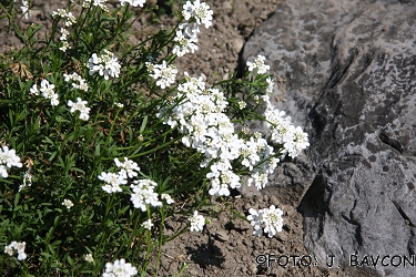 Iberis sempervirens