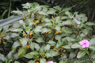 Impatiens niamniamensis