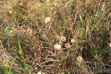 Inula ensifolia