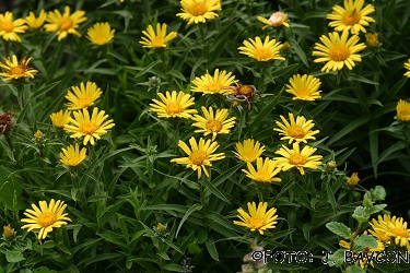 Inula hirta