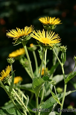 Inula magnifica