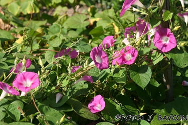 Ipomoea tricolor