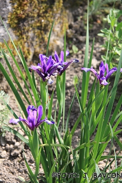 Iris pontica