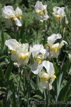 Iris reichenbachii var. bosniaca