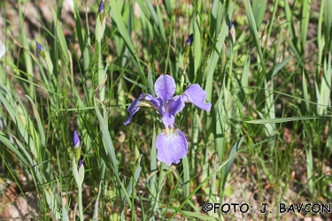 Iris sibirica 'My love'