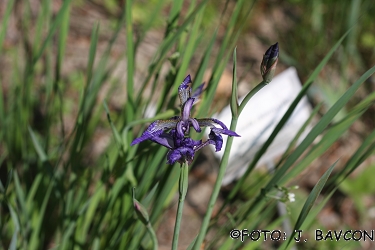 Iris sibirica 'Ottawa'