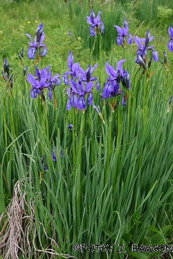 Iris sibirica subsp. erirrhiza