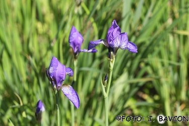 Iris sibirica 'Welcome Riturn'