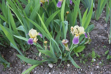 Iris x rothschildii