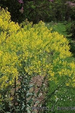 Isatis tinctoria