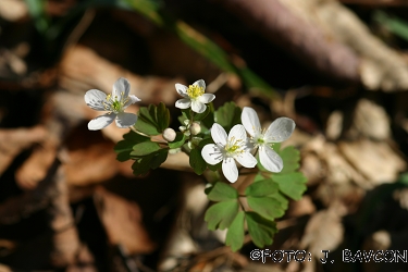 Isopyrum thalictroides