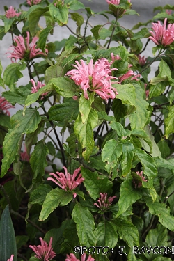 Jacobinia carnea