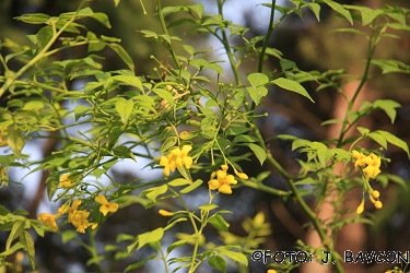 Jasminum nudiflorum