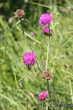 Knautia fleischmannii