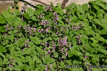 Lamium maculatum