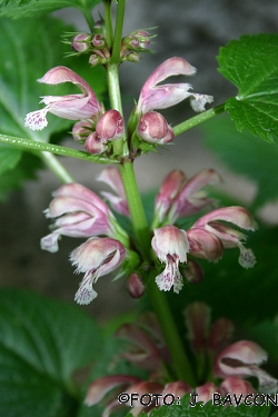 Lamium orvala