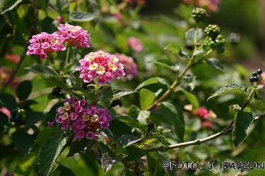 Lantana camara