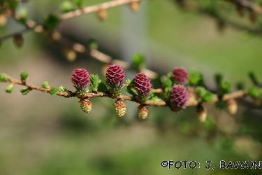 Larix decidua