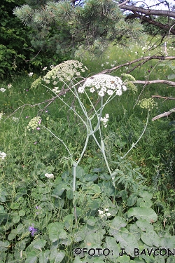 Laserpitium latifolium