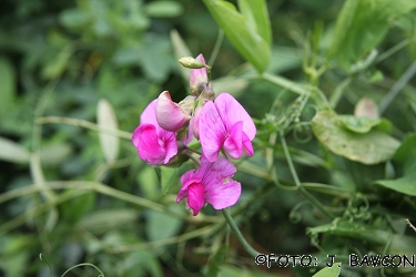 Lathyrus latifolius