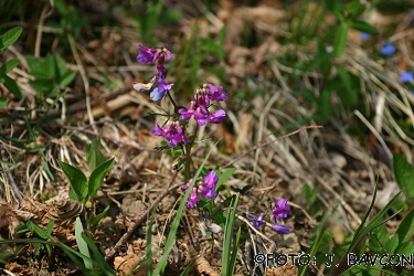 Lathyrus vernus