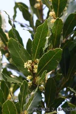 Laurus nobilis