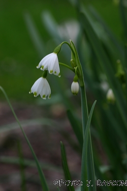 Leucojum aestivum