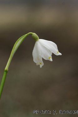 Leucojum vernum