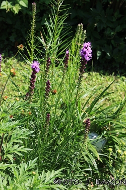 Liatris spicata