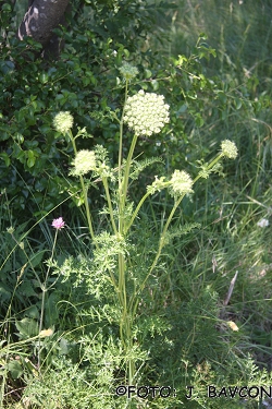 Libanotis sibirica