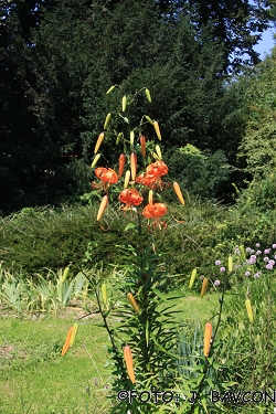 Lilium humboldtii