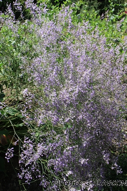 Limonium latifolium