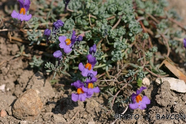 Linaria alpina