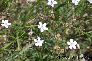 Linum bienne