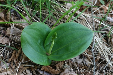 Listera ovata