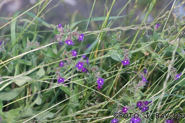 Lithospermum officinale