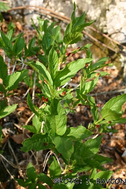 Lonicera alpigena