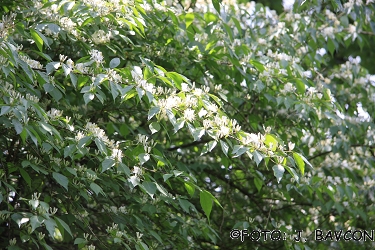 Lonicera maackii