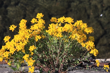 Lotus corniculatus