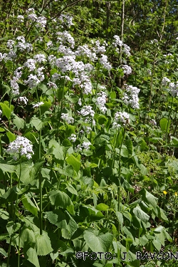 Lunaria rediviva 