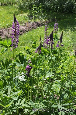 Lupinus albus