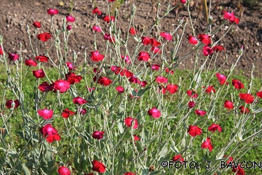 Lychnis coronaria