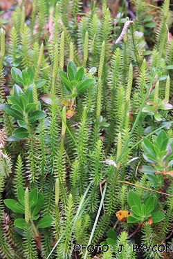 Lycopodium clavatum