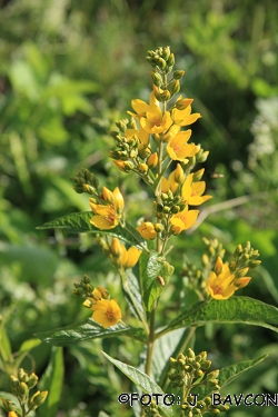 Lysimachia vulgaris